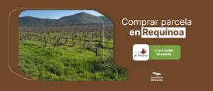 Viñedos y paisaje rural del proyecto Viñas de Requínoa en el valle de Cachapoal